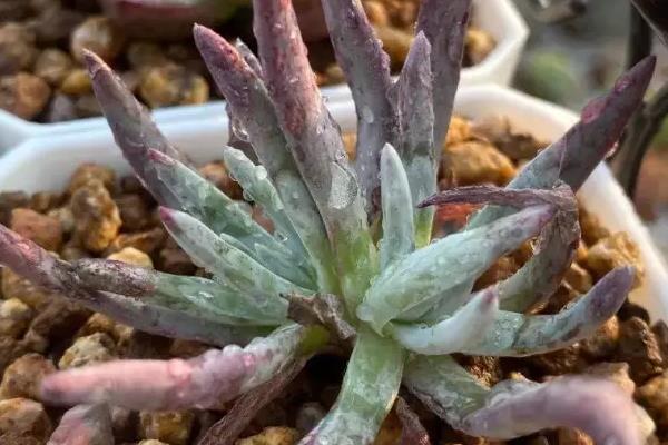 爱杜丽丝出状态方式，喜欢生长在温暖环境中