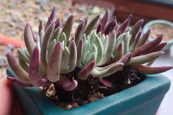 爱杜丽丝出状态方式，喜欢生长在温暖环境中