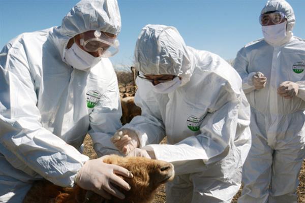 羊吃草甘膦中毒如何解决,急性中毒可以洗胃或注射阿托品