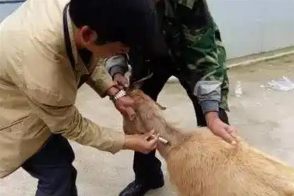 羊吃草甘膦中毒如何解决,急性中毒可以洗胃或注射阿托品