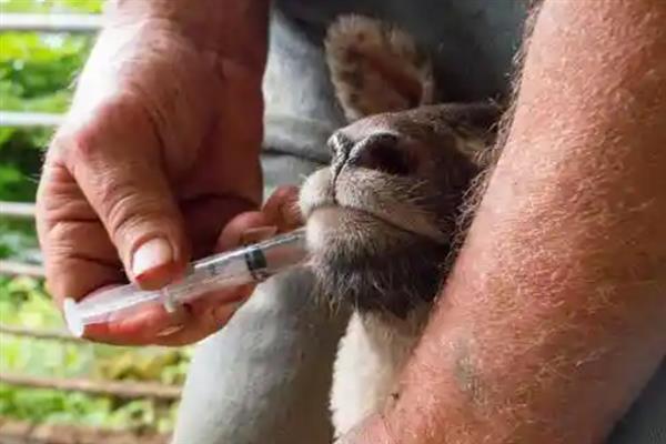 羊吃草甘膦中毒如何解决,急性中毒可以洗胃或注射阿托品