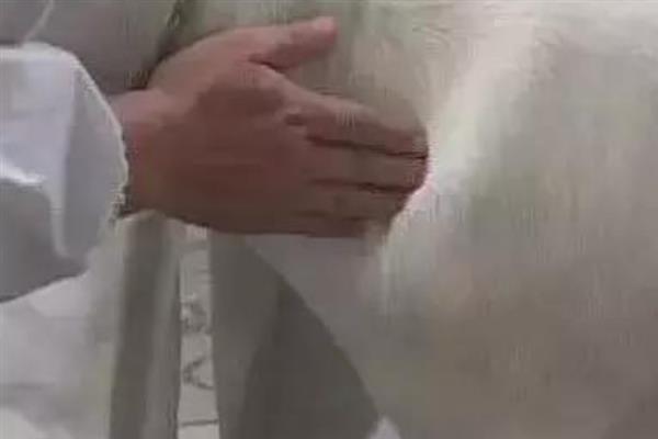 羊吃草甘膦中毒如何解决,急性中毒可以洗胃或注射阿托品