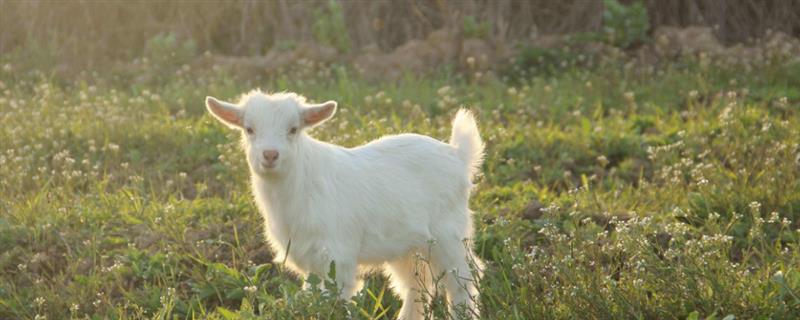 羊吃草甘膦中毒如何解决,急性中毒可以洗胃或注射阿托品