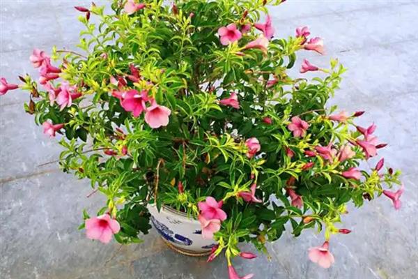 怎么养殖紫蝉花，每隔5-7天浇一次水