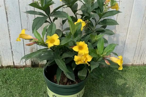 怎么养殖紫蝉花，每隔5-7天浇一次水