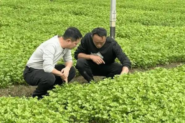 怎么对芹菜进行化学除草，出苗前可喷施氟乐灵乳油等药物