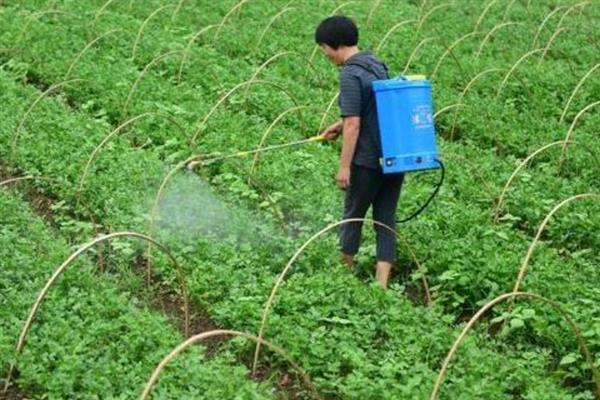 怎么对芹菜进行化学除草，出苗前可喷施氟乐灵乳油等药物