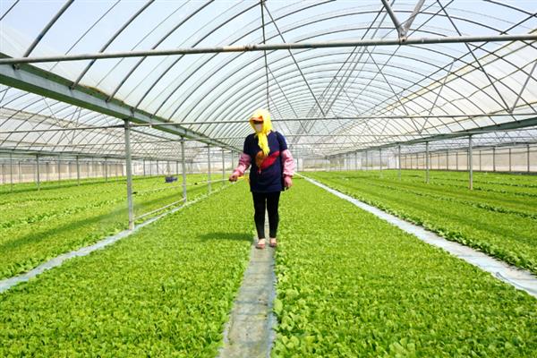 怎么对芹菜进行化学除草，出苗前可喷施氟乐灵乳油等药物