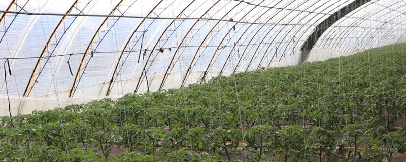 大棚蔬菜寒冬病害的发生条件，包括容易感病的蔬菜、病菌等