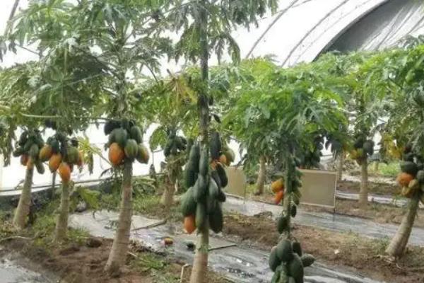 番木瓜多久浇一次水，需根据不同的生长时期来确定