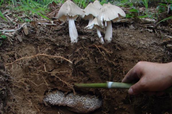 鸡枞菌的生长地点，常在针阔叶林地、荒地等地方生长