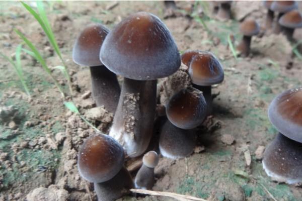 鸡枞菌的生长地点，常在针阔叶林地、荒地等地方生长