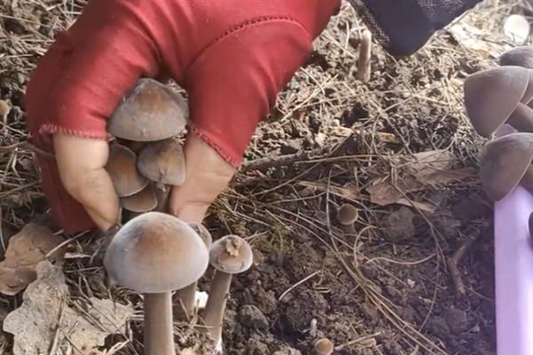 鸡枞菌的生长地点，常在针阔叶林地、荒地等地方生长