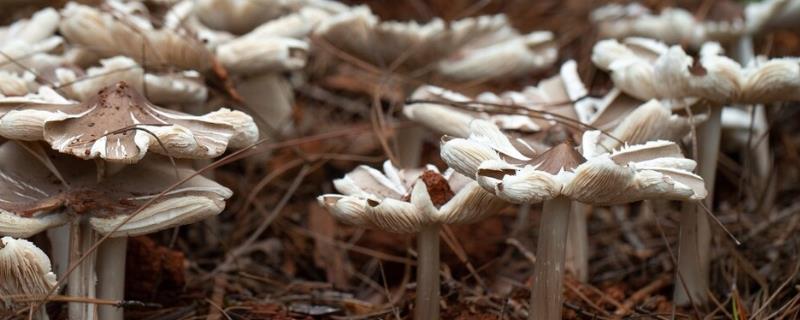 鸡枞菌的生长地点，常在针阔叶林地、荒地等地方生长