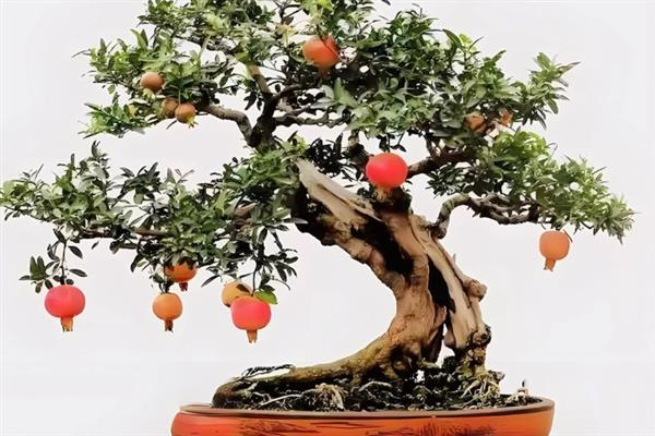 石榴冬天会掉叶吗，在冬季自然是会掉叶子的