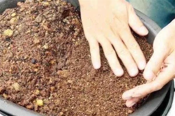龙沙宝石月季的种植方法，烂根残根需及时剪除