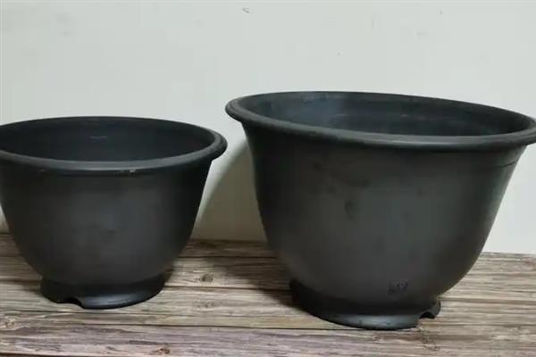 龙沙宝石月季的种植方法，烂根残根需及时剪除