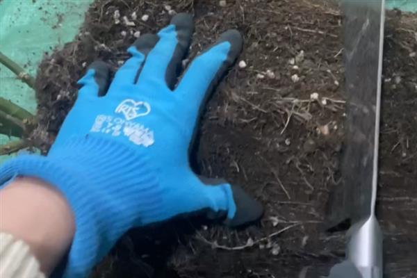 龙沙宝石月季的种植方法，烂根残根需及时剪除