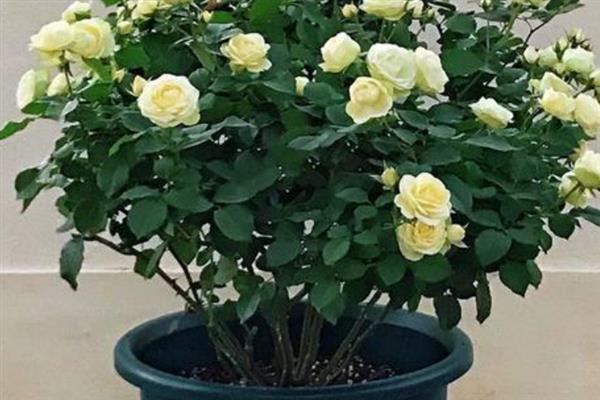 龙沙宝石月季的种植方法，烂根残根需及时剪除