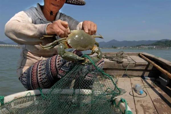 梭子蟹的捕捞方法，主要有以下4种方式