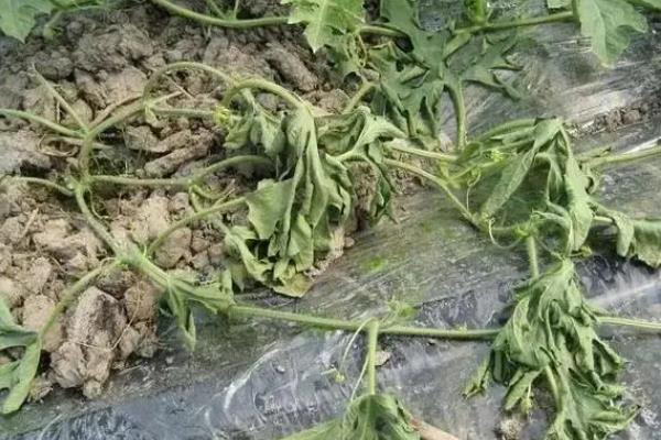 大棚蔬菜寒冬病害的发生条件，包括容易感病的蔬菜、病菌等