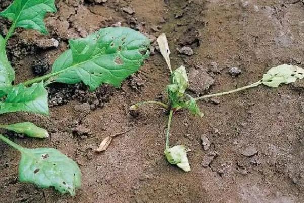 大棚蔬菜寒冬病害的发生条件，包括容易感病的蔬菜、病菌等