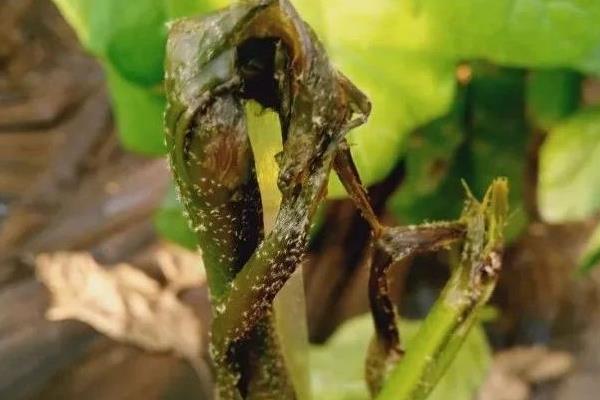 大棚蔬菜寒冬病害的发生条件，包括容易感病的蔬菜、病菌等