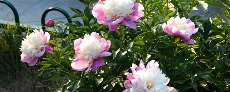 怎么种芍药花球，最适宜在每年的秋天种植