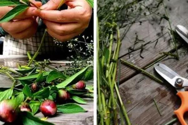 怎么种芍药花球,最适宜在每年的秋天种植