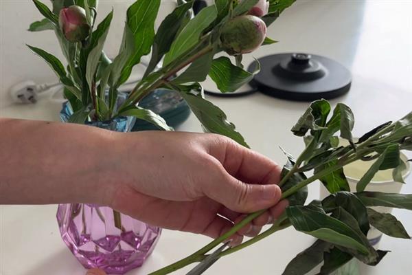 怎么种芍药花球,最适宜在每年的秋天种植