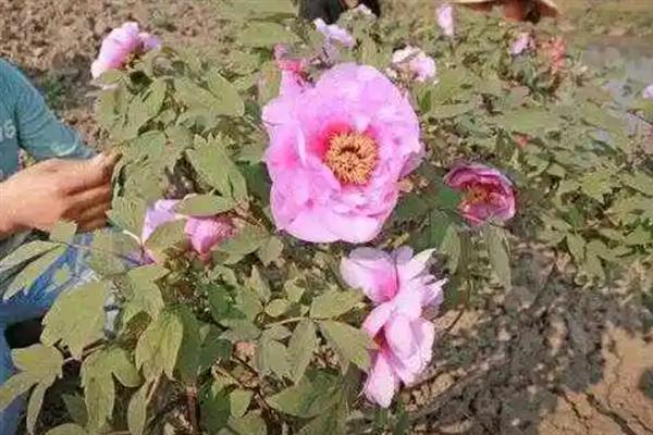 怎么种芍药花球,最适宜在每年的秋天种植