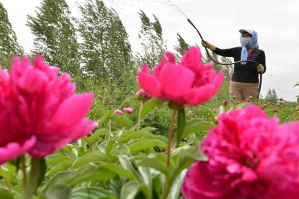 怎么种芍药花球,最适宜在每年的秋天种植