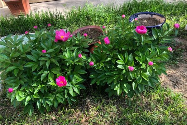 怎么种芍药花球,最适宜在每年的秋天种植