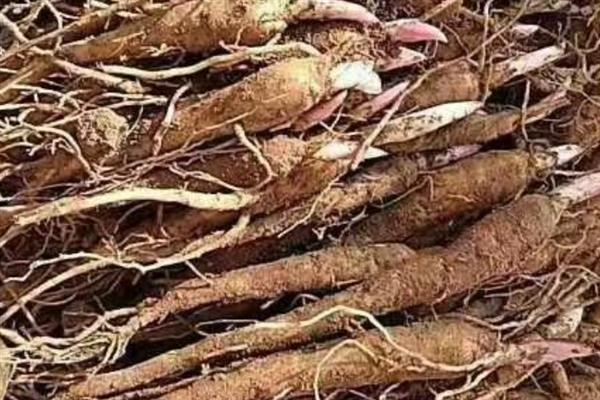 怎么种芍药花球,最适宜在每年的秋天种植