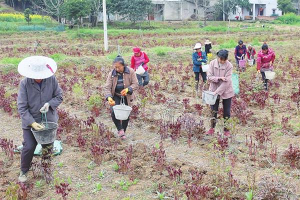 怎么种芍药花球,最适宜在每年的秋天种植