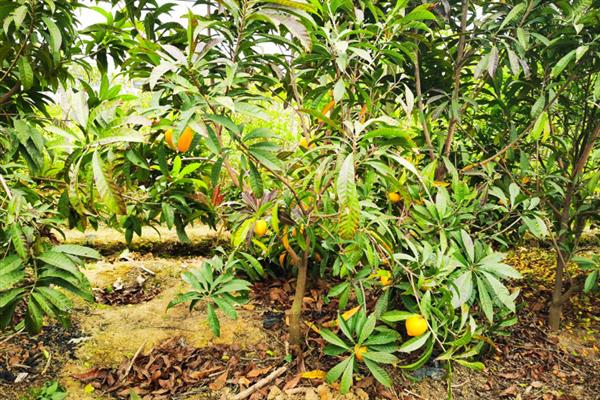 鸡蛋果怎么种植，种植前将种子放入清水中浸泡1-2天