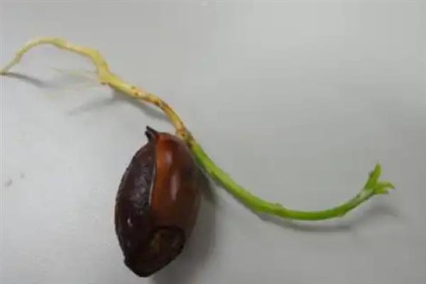 鸡蛋果怎么种植，种植前将种子放入清水中浸泡1-2天