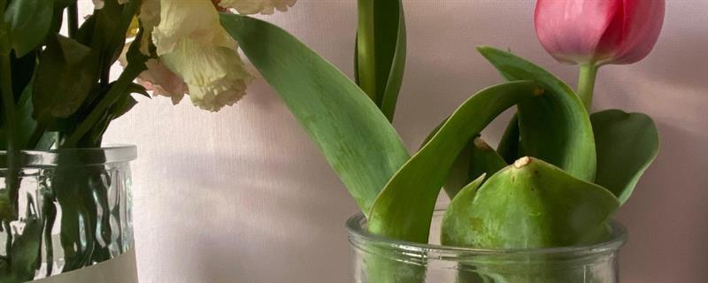 郁金香要深水醒花吗，无需深水醒花
