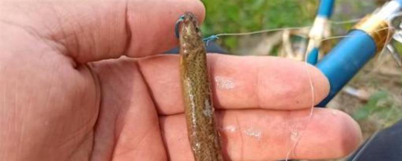 泥鳅能不能钓上来，可用溪流竿、鲫鱼竿垂钓