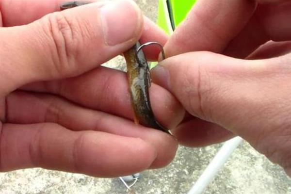 泥鳅能不能钓上来，可用溪流竿、鲫鱼竿垂钓