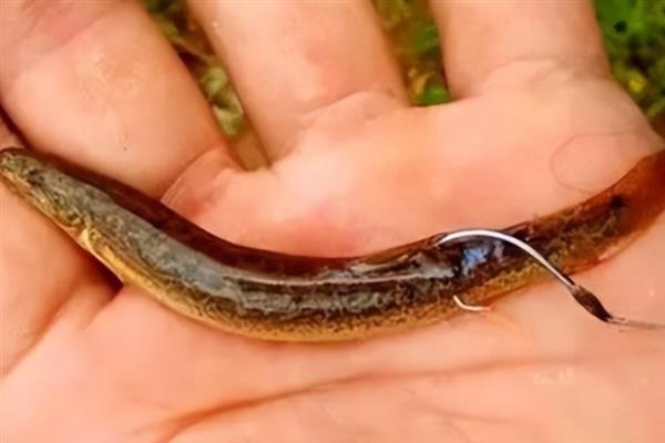 泥鳅能不能钓上来，可用溪流竿、鲫鱼竿垂钓