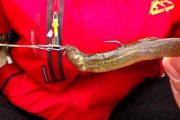 泥鳅能不能钓上来，可用溪流竿、鲫鱼竿垂钓