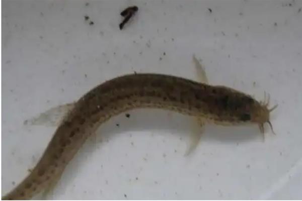 泥鳅能不能钓上来，可用溪流竿、鲫鱼竿垂钓