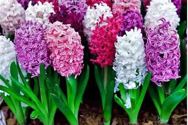 冬天能种哪些植物，风信子、菊花、四季海棠等品种均可栽培