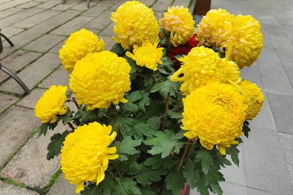 冬天能种哪些植物，风信子、菊花、四季海棠等品种均可栽培