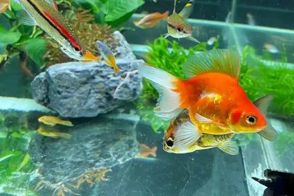 5w氧气泵最大多大鱼缸，可以用到50厘米左右的