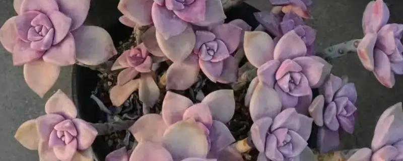 多肉可以防辐射吗,不具有防辐射功能