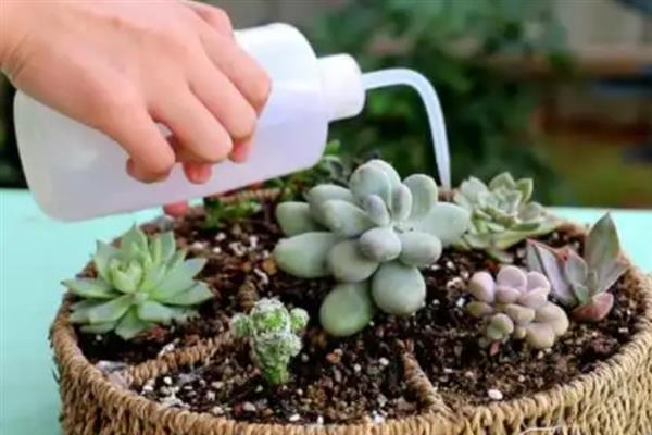 多肉可以防辐射吗，不具有防辐射功能