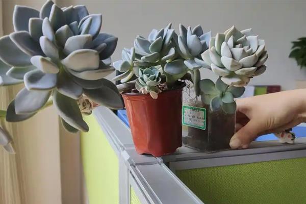 多肉可以防辐射吗，不具有防辐射功能