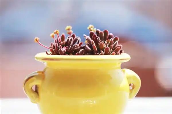 多肉可以防辐射吗，不具有防辐射功能